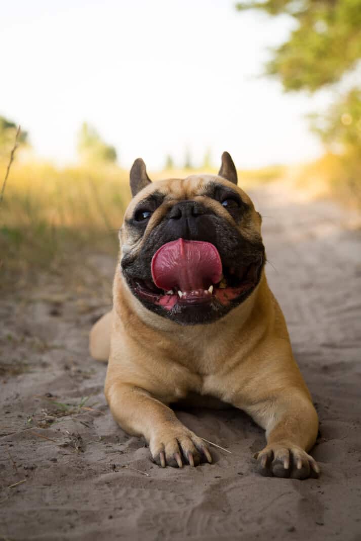 French bulldog resting after running in the field