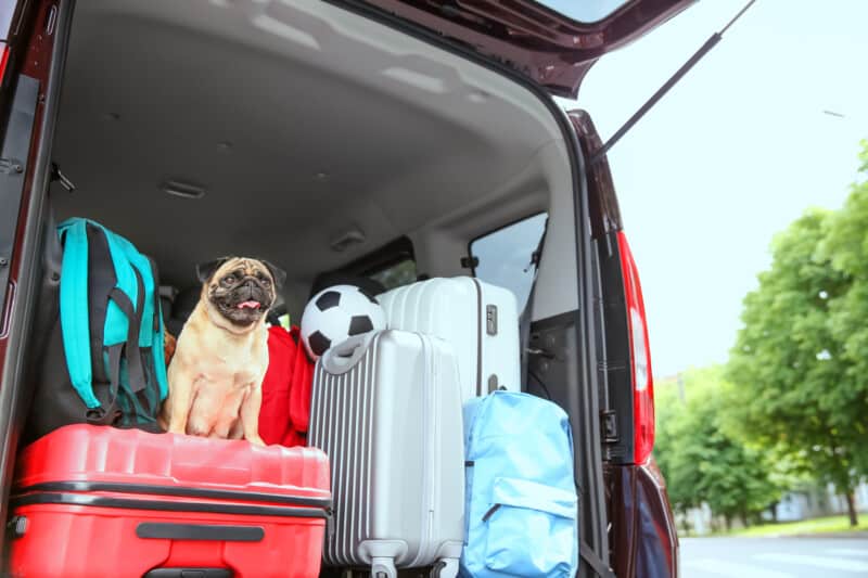 Car trunk with cute pug and luggage. 