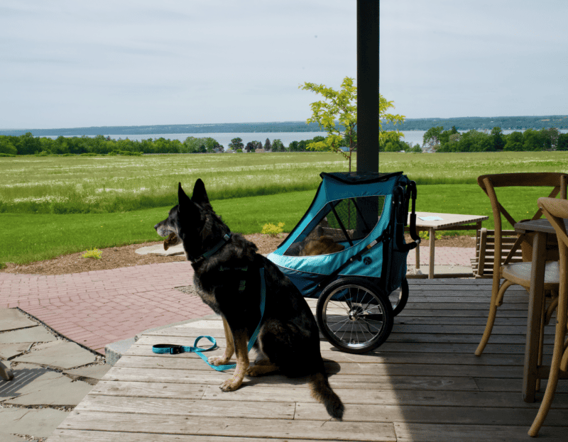 Black German shepherd dog admiring the view from the porch at a pet friendly winery in Finger Lakes Wine Country, New York