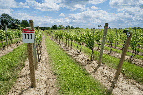 Vineyard in Finger Lakes Wine Country, NY