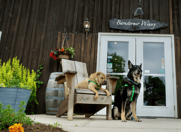 Shar-pei on a chair with  black German shepherd sitting beside him in front of Barnstormer Winery in Finger Lakes Wine Country, NY