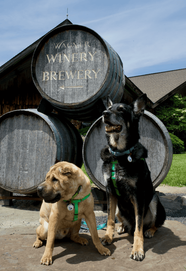 Shar-pei and German shepherd dogs posing in front of the sign for Wagner Winery & Brewery in Finger Lakes Wine Country, NY