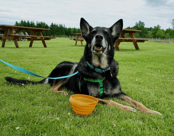 Smiling black German shepherd dog laying in plush grass with a bowl of water