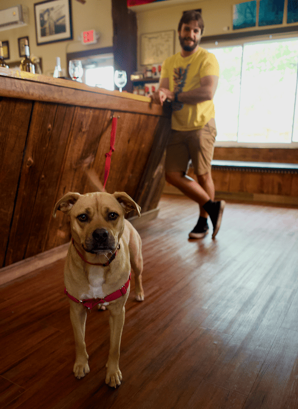 Friendly dog in the tasting room at a pet friendly winery in Finger Lakes Wine Country, NY