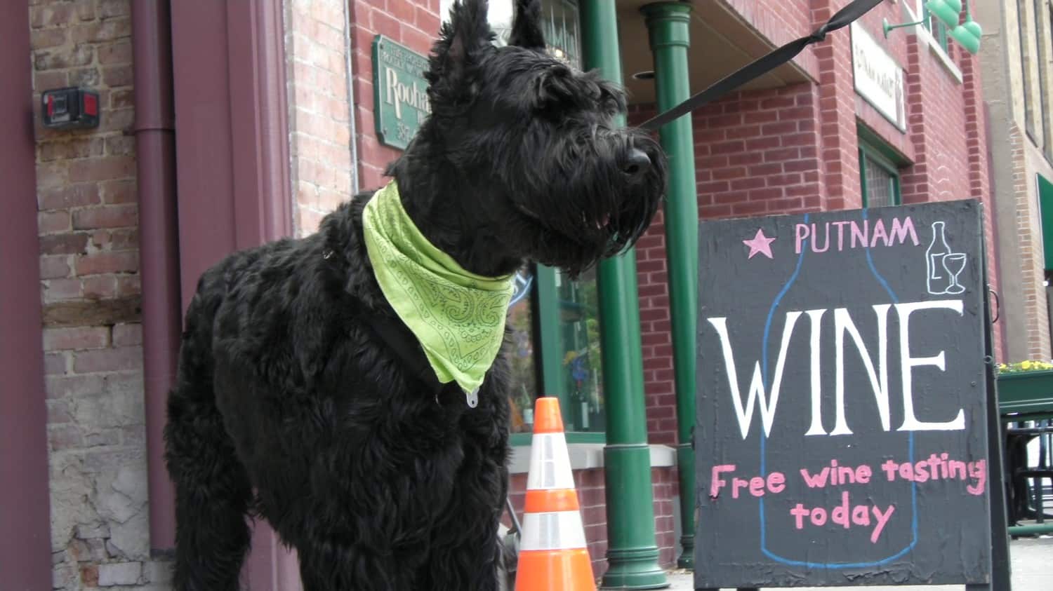 Dog friendly wineries in Sonoma - black dog in front of wine tasting sign