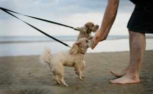 Man greeting two strange dogs for the first time on a beach