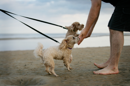 Man greeting two strange dogs for the first time on a beach