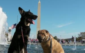 Buster and Ty at Washington Monument - Washington, DC