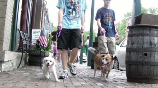 People walking dogs - St. Charles, MO