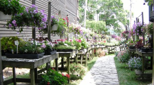 Flower store - St. Charles, MO