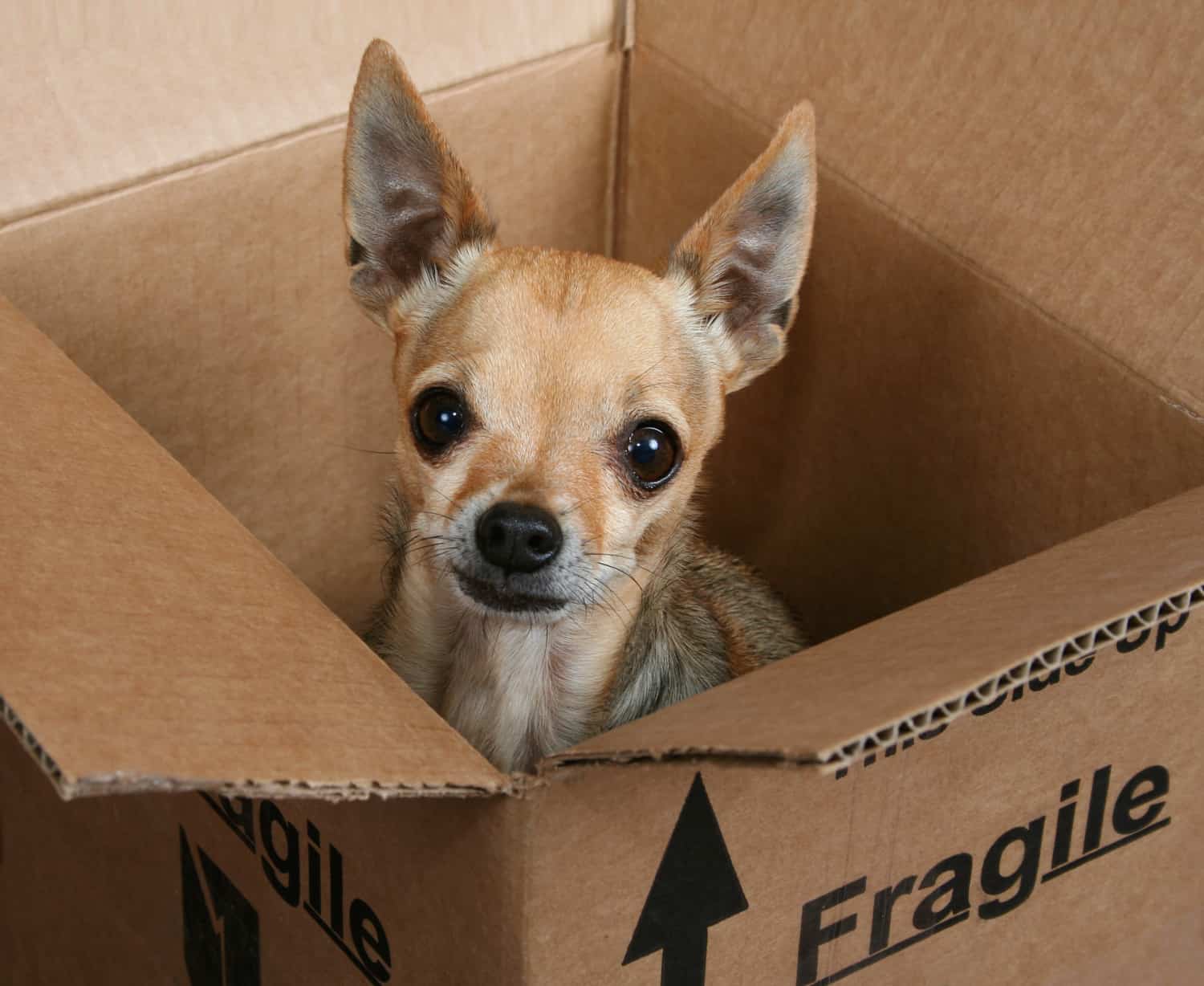 A tiny chihuahua dog in a box marked fragile