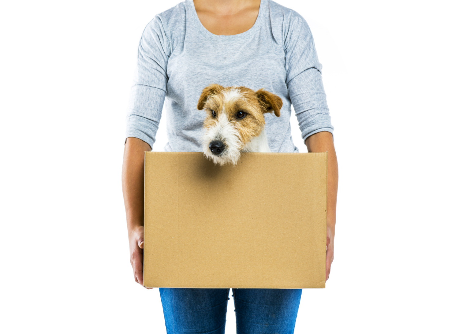 Woman holding a box with a cute terrier dog in it