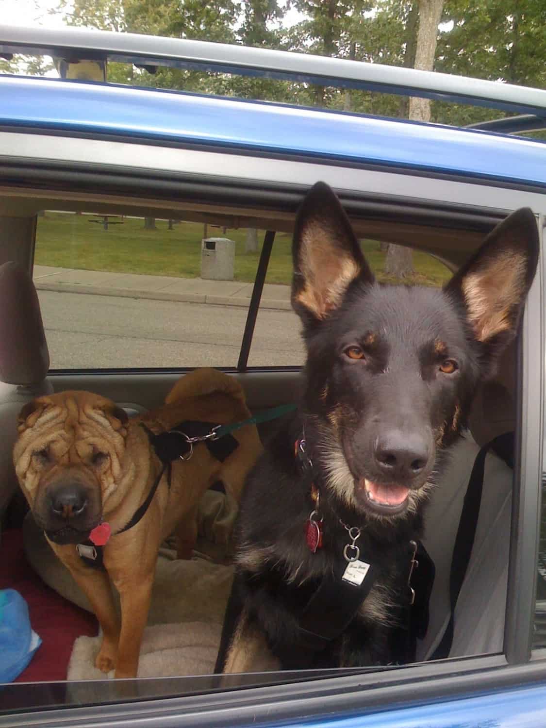 Ty and Buster in the Car