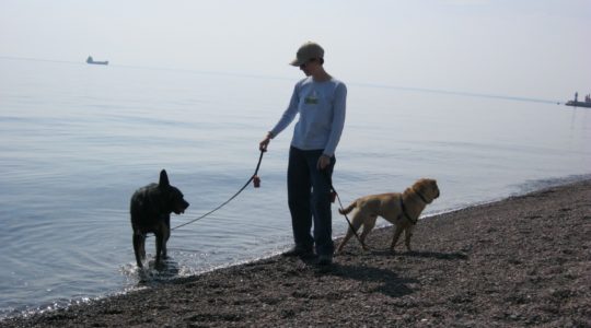 Dog Friendly Lakewalk - Duluth, MN