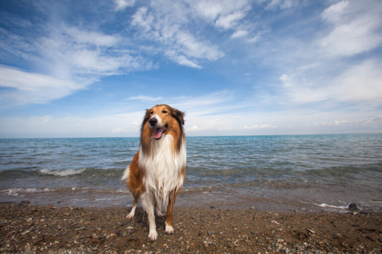Collie Dog smiling on a rocky beach