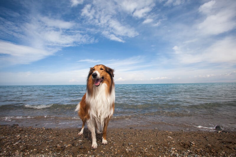 Collie Dog sonriendo en una playa rocosa