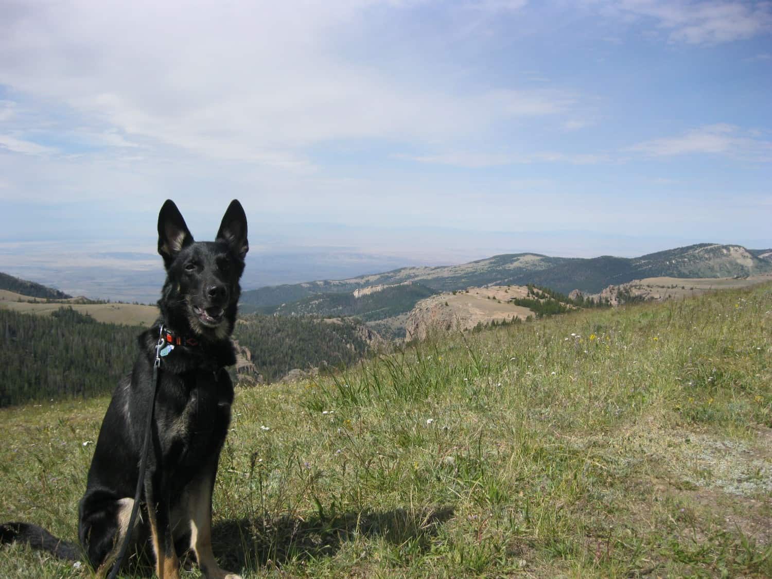 Pet dog in the Bighorn National Forest near Yellowstone National Park