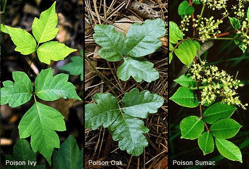 Poisonous plants to avoid while hiking.