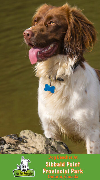 Brown and White Springer Spaniel Dog on the rocky shore at Sibbald Point Provincial Park, Ontario, Canada