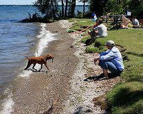 are dogs allowed at point beach