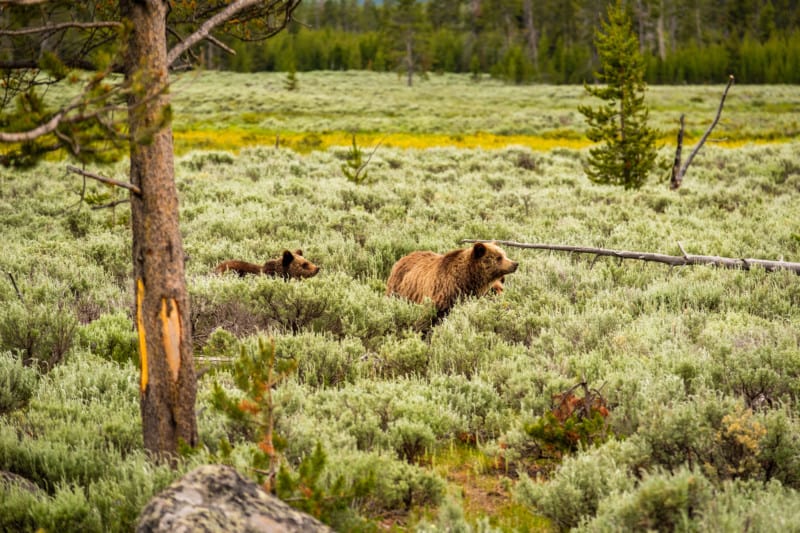Grizzly bear in Yellowstone National Park, Wyoming, USA