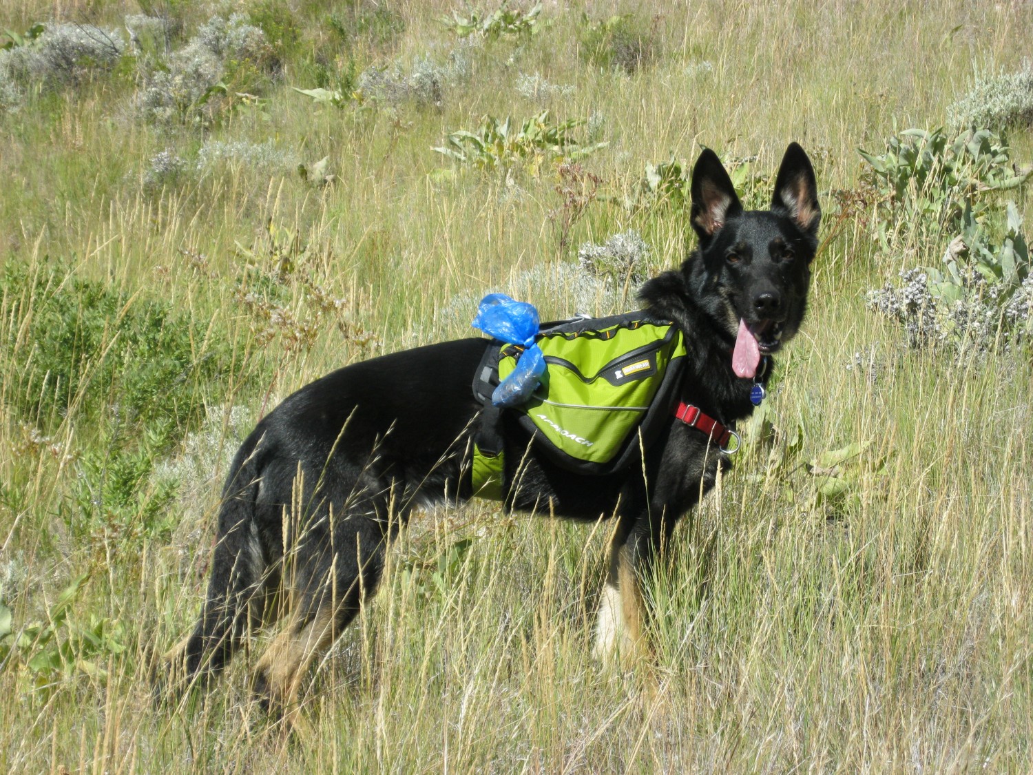 Black German Shepherd on dog friendly Snow King trail near Grand Teton NP in Jackson, WY