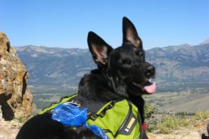Buster in his new backpack