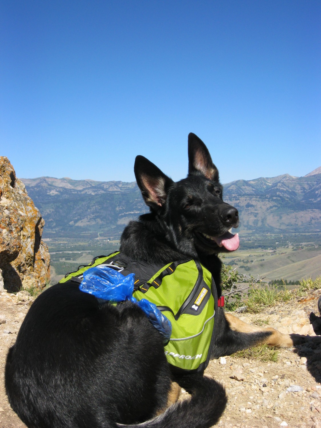 Buster in his new backpack