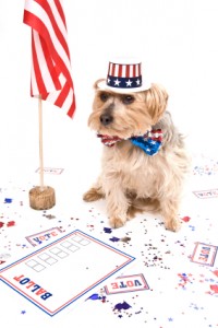 Voting Dog