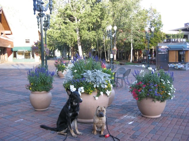 Buster and Ty in Aspen, CO