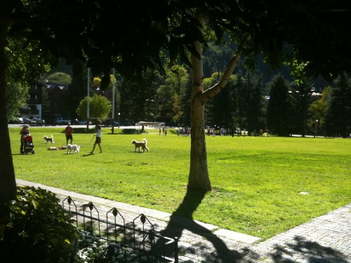 Dogs on soccer field - Aspen, CO