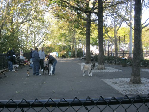 Big Dog Area at DeWitt Dog Park, New York