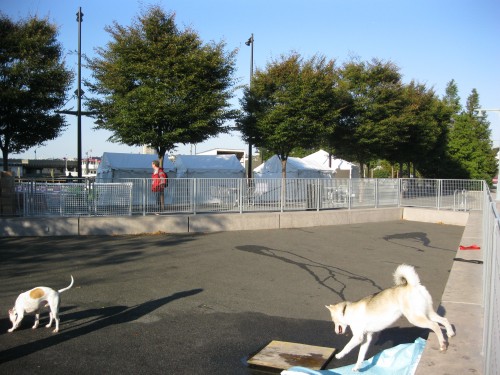 Dogs playing in Pier 84 dog park, New York City