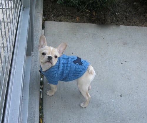 French Bulldog in New York