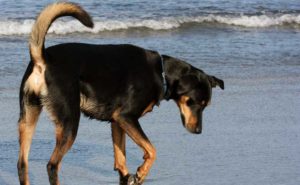 RustyBeach - Fort Bragg, CA