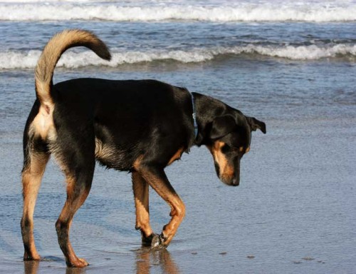 Rusty on the Beach