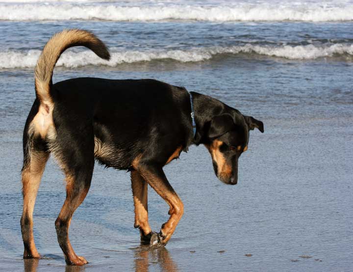 RustyBeach - Fort Bragg, CA