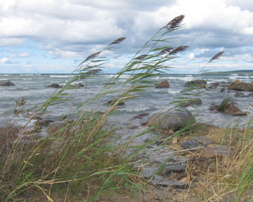 Dog Friendly Beach at Awenda Provincial Park