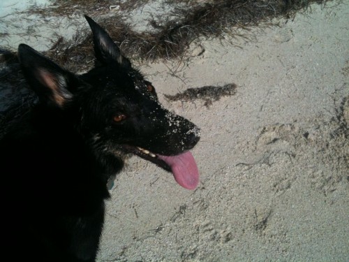 Buster on Beach