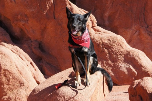 Buster Balancing on a Rock