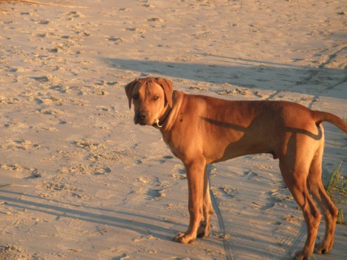 Hank at the Beach