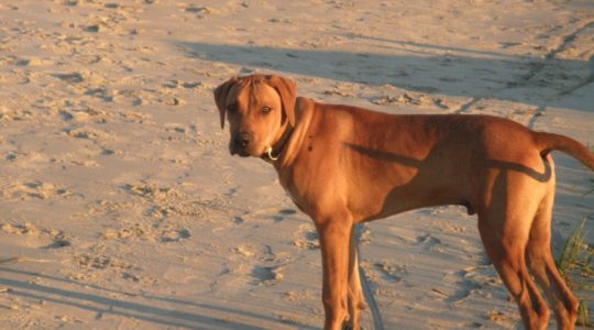 Dog at the Beach