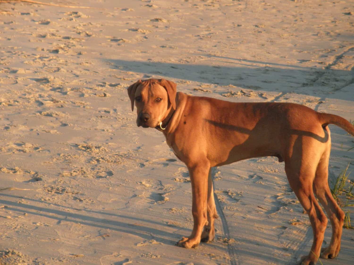 Dog at the Beach