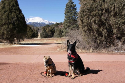 Ty and Buster with Pikes Peak