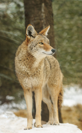 Coyote