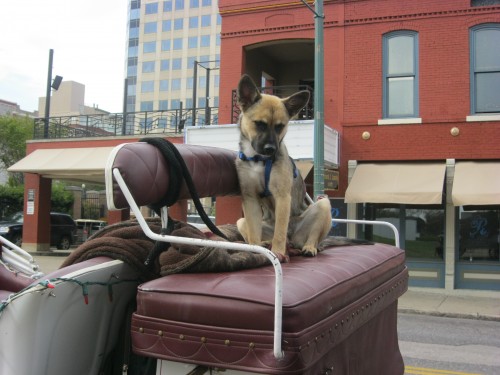 Mabel the Carriage Pup in Memphis, TN