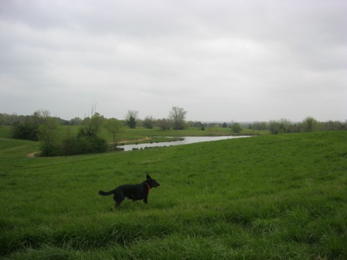 Buster at Shelby Farms Off-leash Area