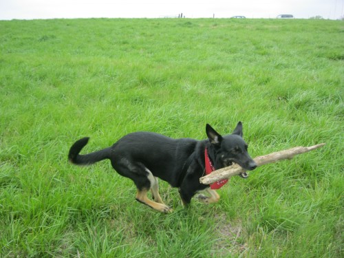 Buster and the stick