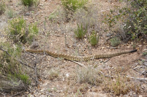 Rattle Snake