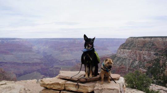 Buster and Ty at the Grand Canyon